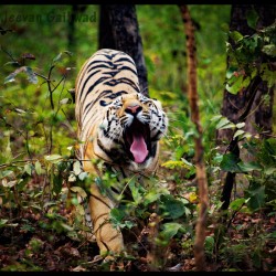 Anamalai Tiger Trail (1D)